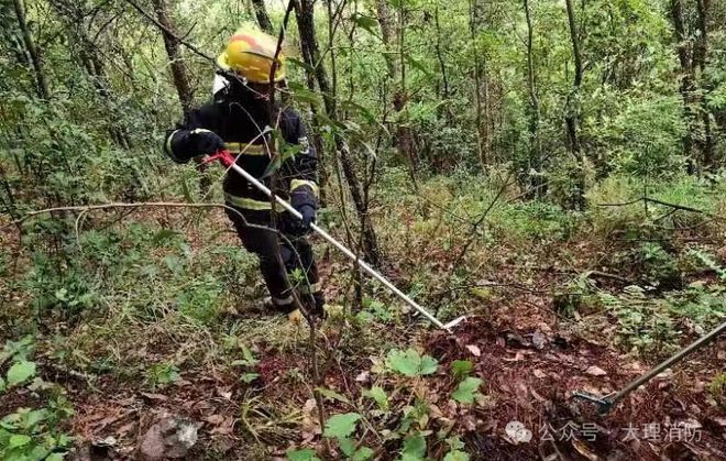 九游娱乐：云南一学校附近发现眼镜王蛇蛇窝还有50枚蛇蛋…(图4)