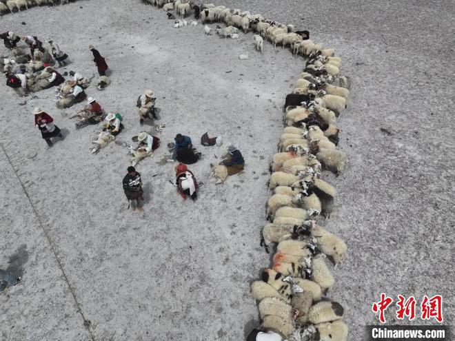 西藏阿里高原羊毛助牧民增收