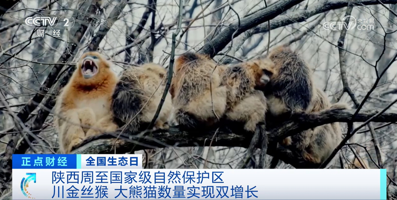 九游娱乐文化：研究、保护、共生解锁“明星”物种在这里数量增长的密码