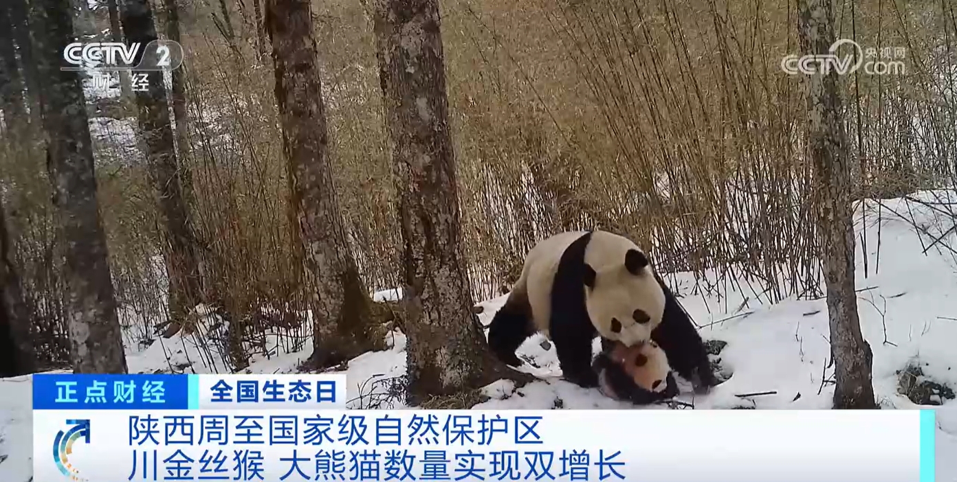 九游娱乐文化：研究、保护、共生解锁“明星”物种在这里数量增长的密码(图2)