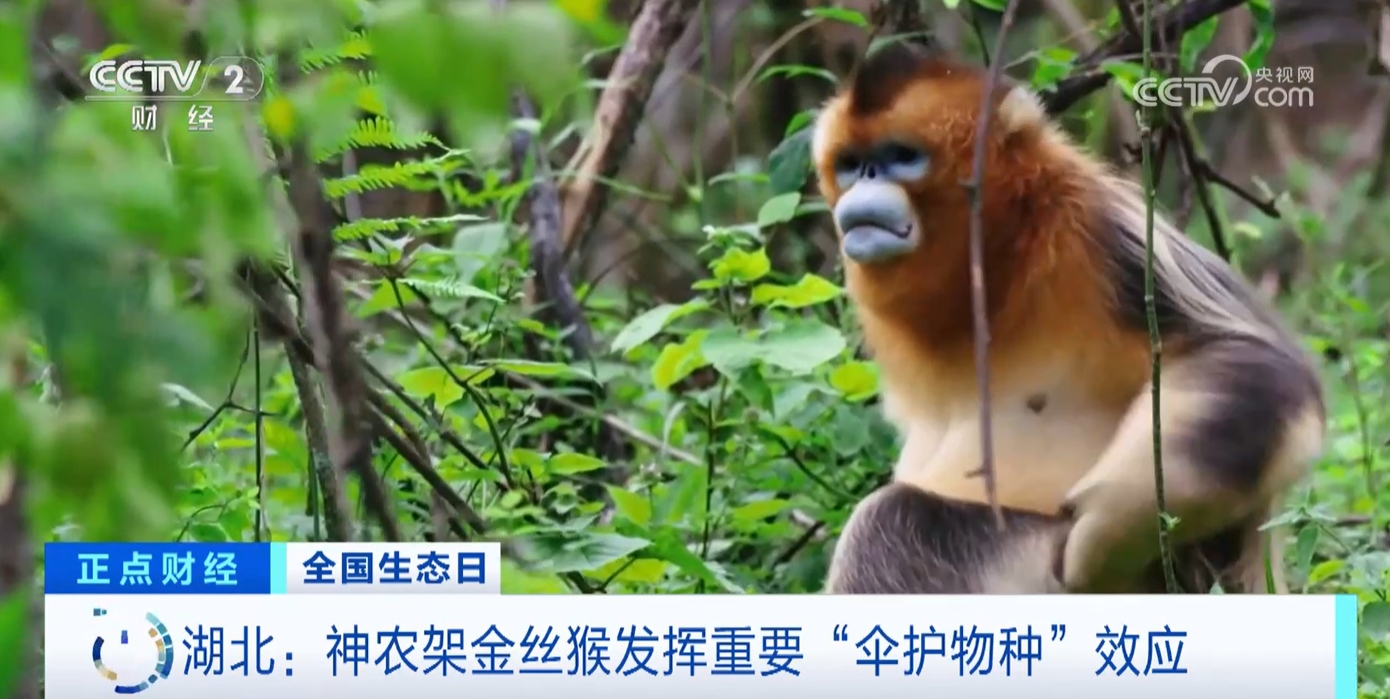 九游娱乐文化：研究、保护、共生解锁“明星”物种在这里数量增长的密码(图4)