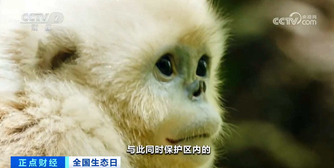 九游娱乐文化：研究、保护、共生解锁“明星”物种在这里数量增长的密码(图3)