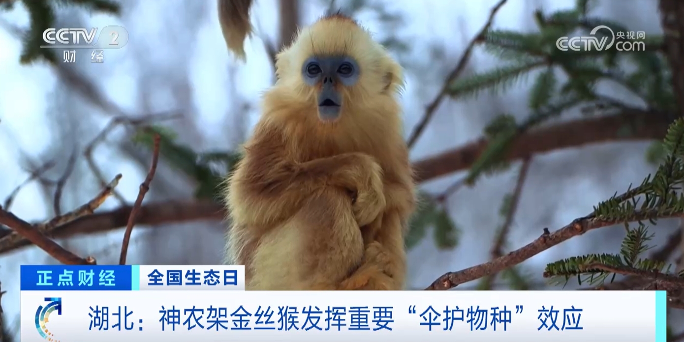 九游娱乐文化：研究、保护、共生解锁“明星”物种在这里数量增长的密码(图6)