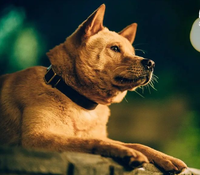 6部不断被翻拍的经典神片永恒的经典！(图10)