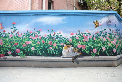 九游娱乐：翠屏区：老旧小区上演“变形记”秒变网红生活圈(图2)