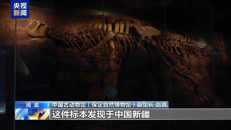 暑期探秘走进博物馆感受恐龙化石里的中国故