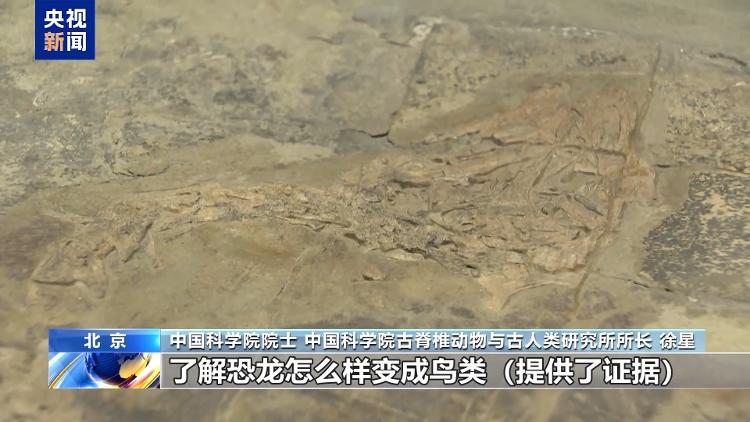 暑期探秘走进博物馆感受恐龙化石里的中国故事(图6)