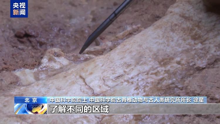 暑期探秘走进博物馆感受恐龙化石里的中国故事(图10)