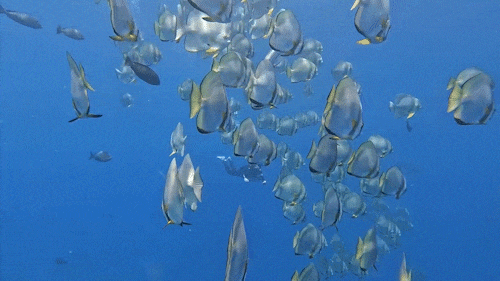 去粤港澳这篇就够了！最新指南→(图15)