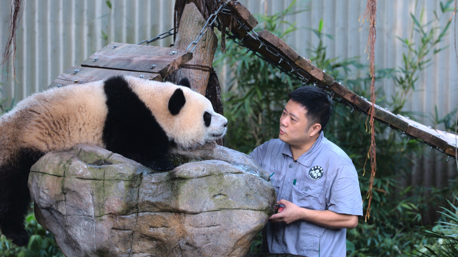 从“收猫”大战到化石密语：大熊猫奇三妹与山城重庆的生命回响